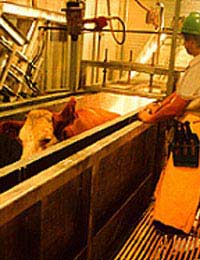 Abattoir Work Carcasses Meat Food