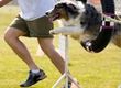 Get Involved in Dog Agility Training
