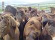 Exmoor Ponies in Conservation