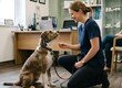 How to Become a Clinical Animal Behaviourist in the UK