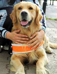 Dogs Deaf Dog Blind Training Mobility