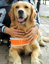 Train Working Dogs