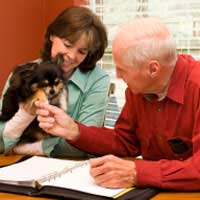 Foster Animals From Home
