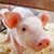 Work with Farm Animals or on a Farm