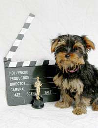 Train Animals To Be Actors