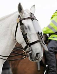 Train Horses For Work Situations