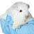 Become a Small Animals Veterinary Nurse