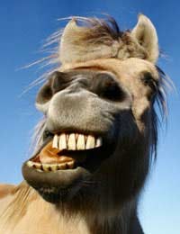 Horse Equine Dentist Equine Dentist
