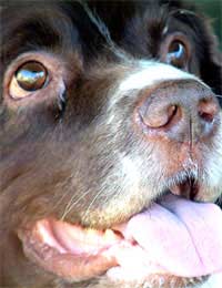 Police Dogs Dog Bomb Detection Training