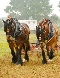 Heavy Horses Horses Work Horses Work