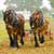 Heavy Horses & What They Do