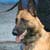 Work with Animals in Airports & Sea Ports