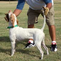 Gundog Trainer Working Commands Retrieve