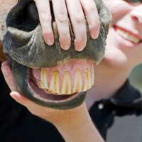 Horse Dentist Equine Dental Technician