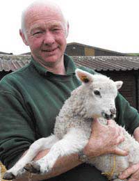 Sheep Farm Working Ewes Lambsshepherd
