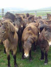 Exmoor Ponies Conservation Breed