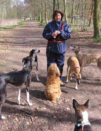 Dogs Walk Exercise Dog Walker Pet