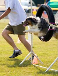 Get Involved In Dog Agility Training