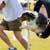 Get Involved in Dog Agility Training