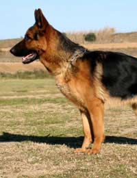 Police Dog Force Search Patrol Handler