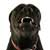 What Does a Canine Behaviourist Do