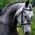 Get Involved in Schooling Horses