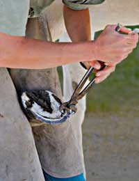 A Day In The Life Of A Farrier